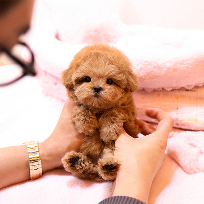 말티푸 - 하임 (여아)