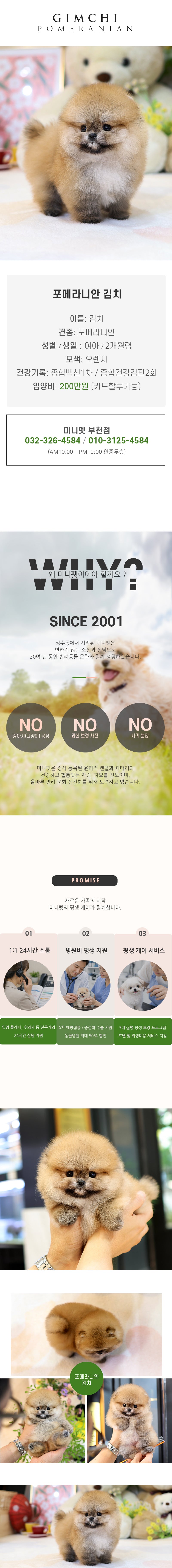 포메라니안 - 김치(여아)