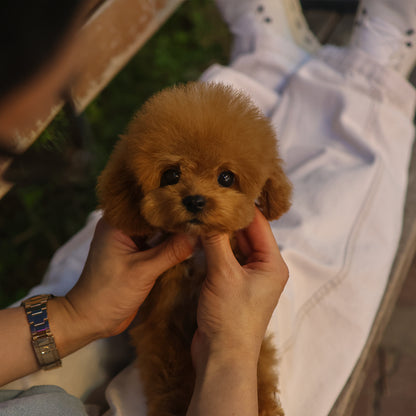 푸들 - 두두 (남아)