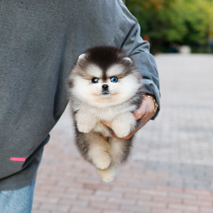 폼스키 - 뽀잉 (남아)