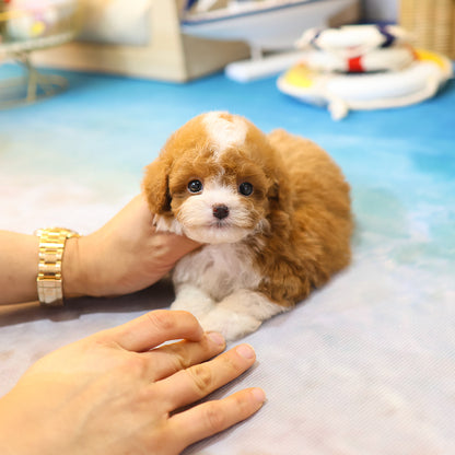 푸들 - 카오 (남아)