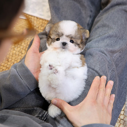 푸들 - 포도 (남아)