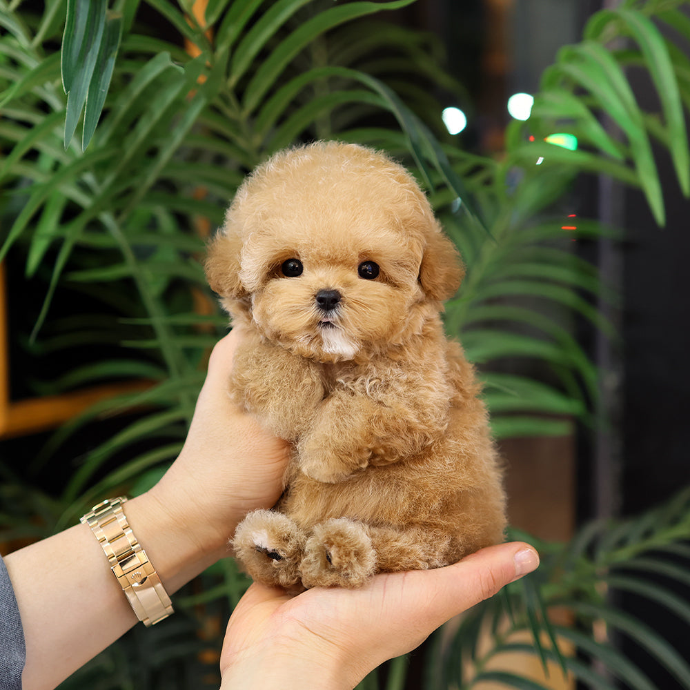 푸들 - 레인 (여아)