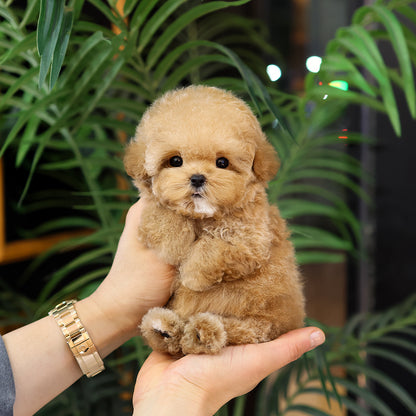 푸들 - 레인 (여아)