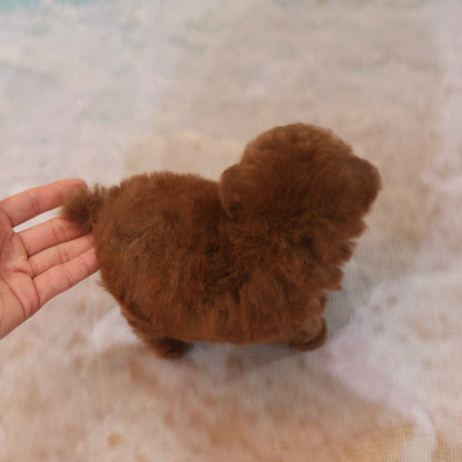 푸들 - 토토 (남아)
