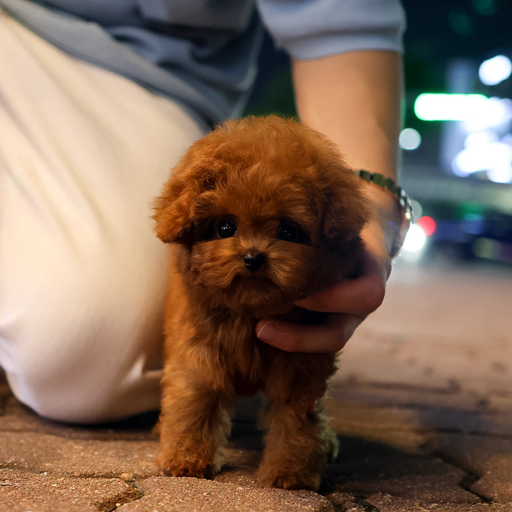 푸들 - 먹물 (남아)