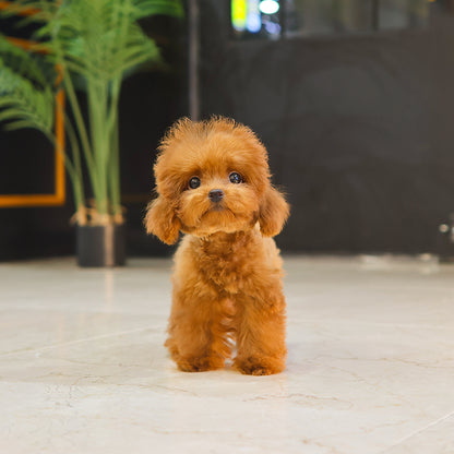 푸들 - 모카이 (남아)