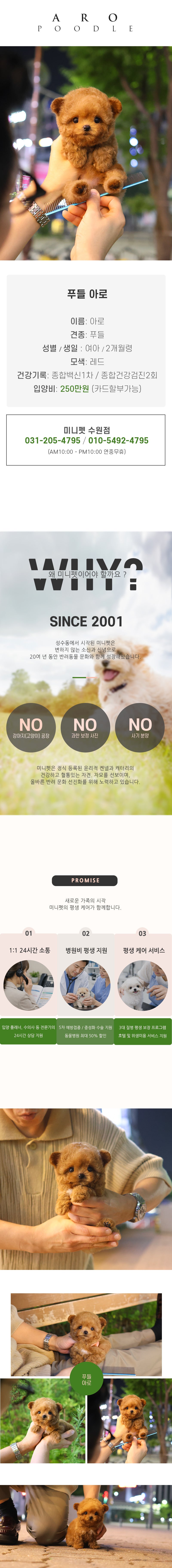 푸들 - 아로 (여아)