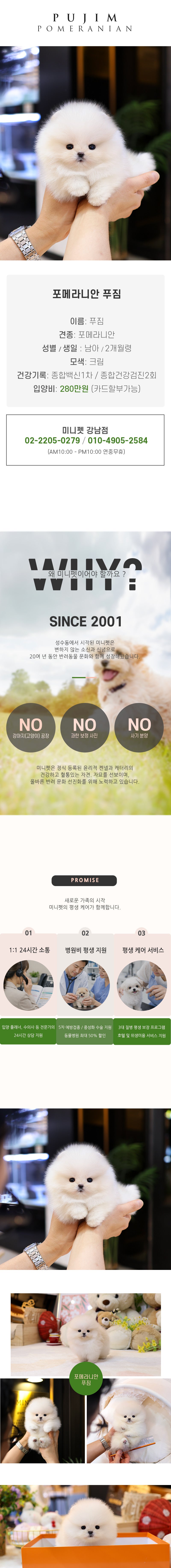 포메라니안 - 푸짐 (남아)