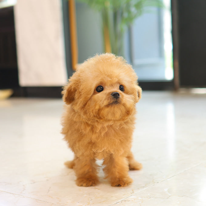 푸들 - 꾸로 (남아)