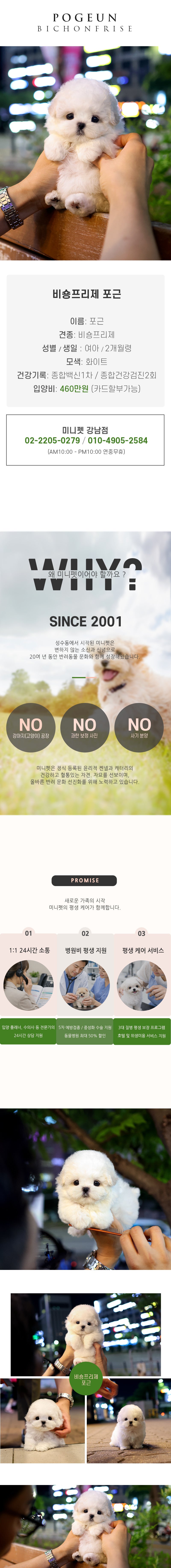 비숑프리제 - 포근 (여아)