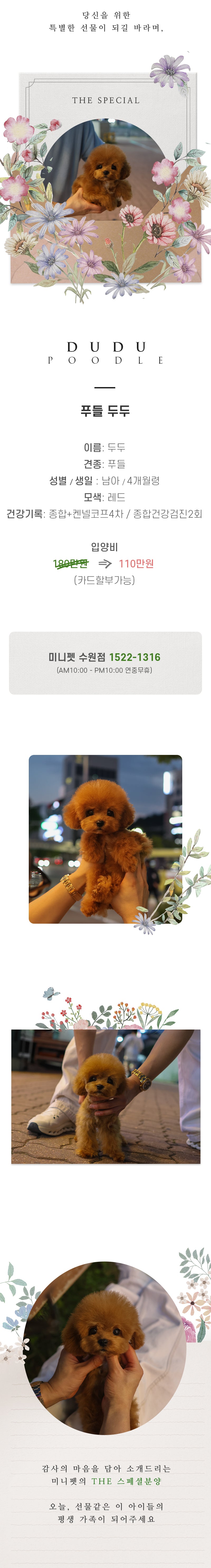푸들 - 두두 (남아)