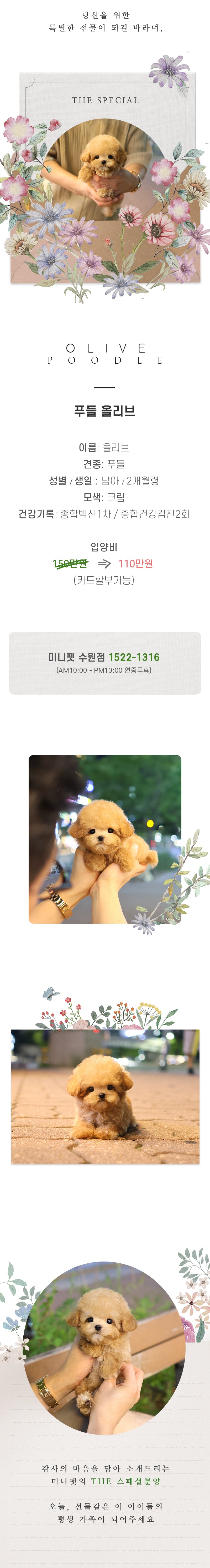 푸들 - 올리브 (남아)