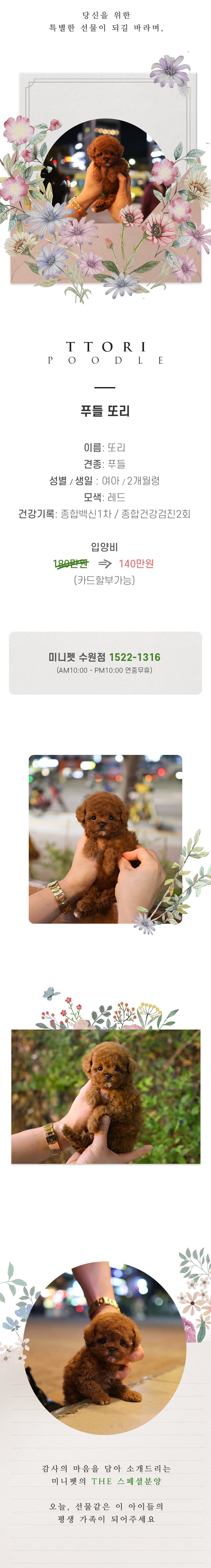 푸들 - 또리 (여아)