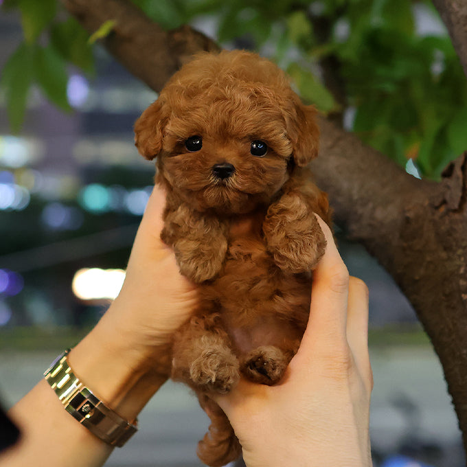 푸들 - 가을 (여아)