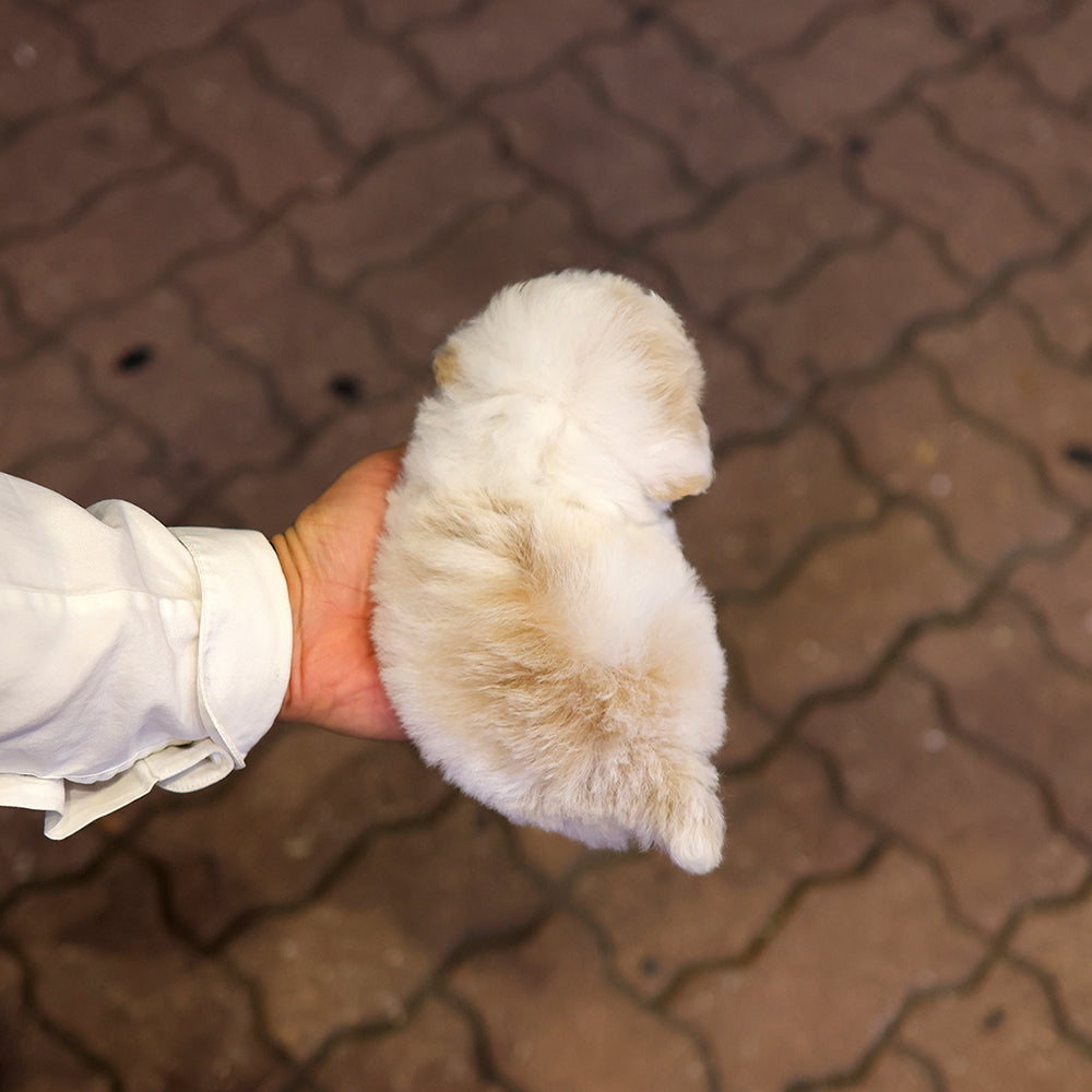 말티푸 - 코코 (남아)