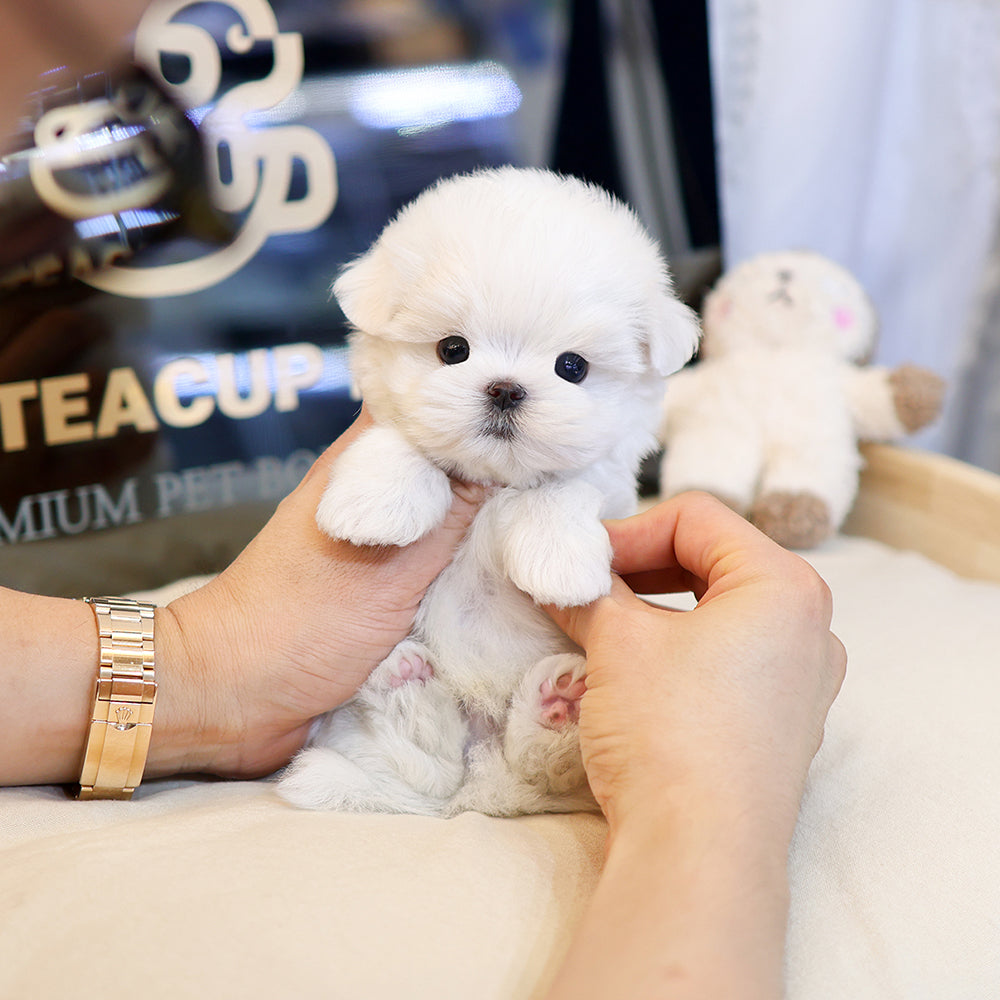 말티즈 - 헬로 (남아)