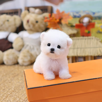 비숑프리제 - 꾸망 (여아)