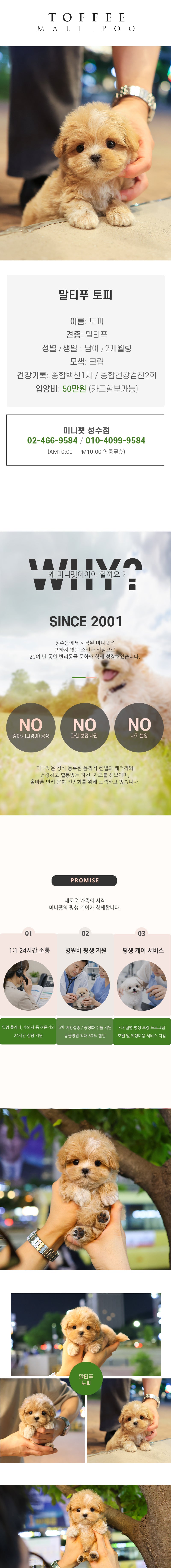 말티푸 - 토피 (남아)