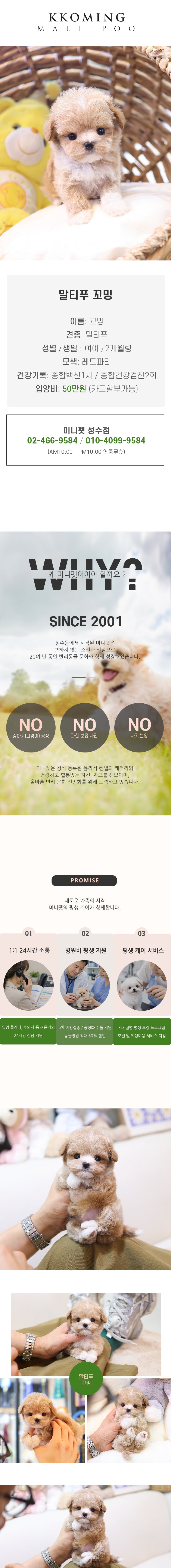 말티푸 - 꼬밍 (여아)