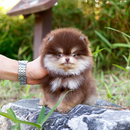 포메라니안 -베리(남아)