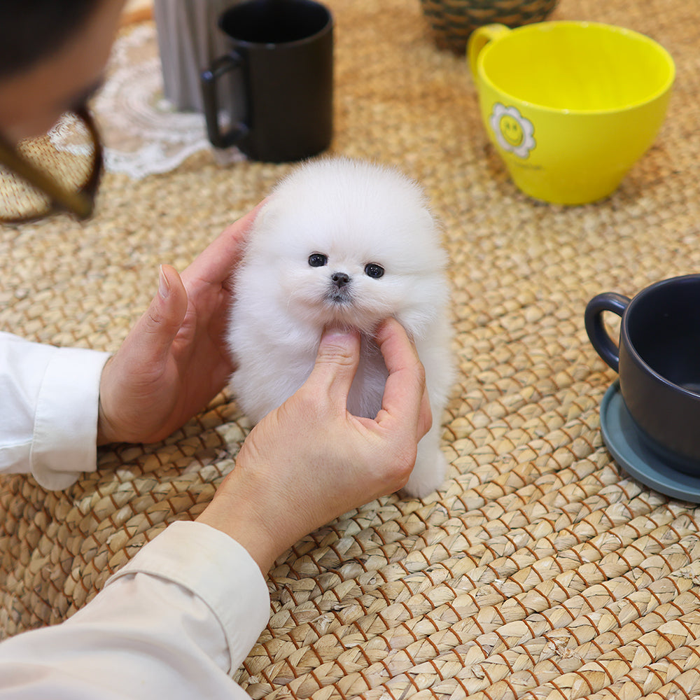 포메라니안 - 뿌요 (남아)