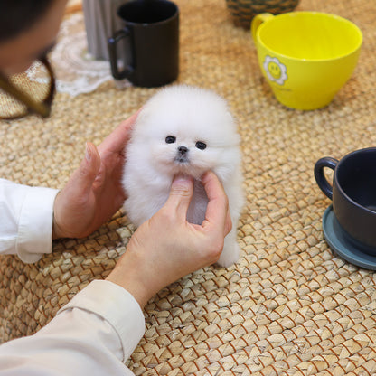 포메라니안 - 뿌요 (남아)