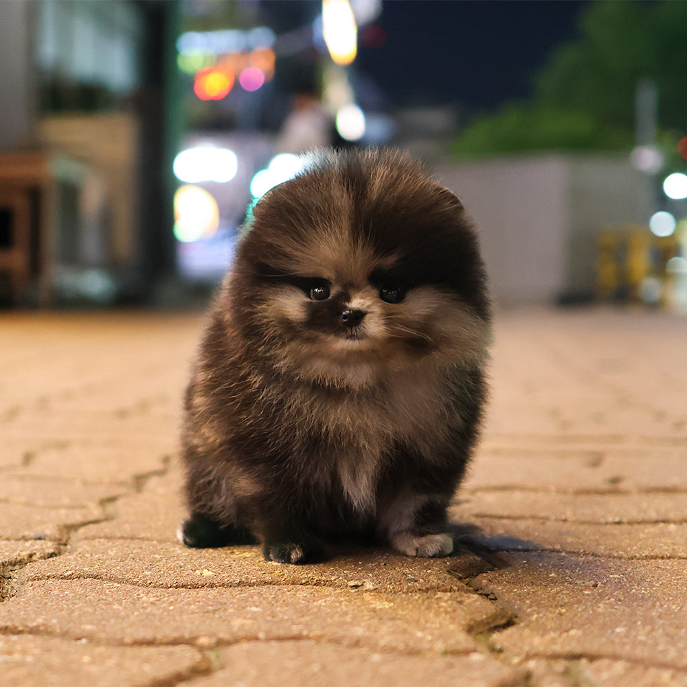 포메라니안 - 제로 (여아)