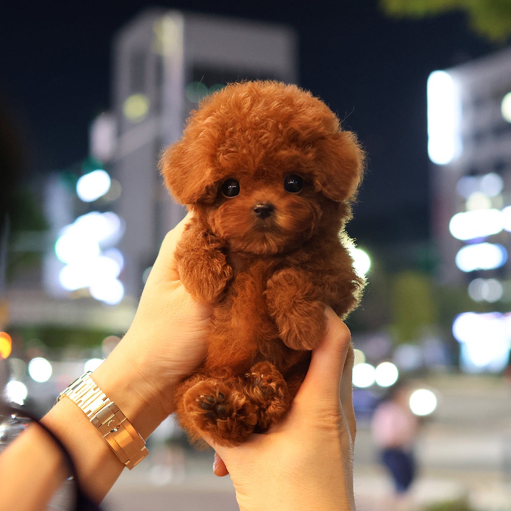 푸들 - 에일리 (남아)