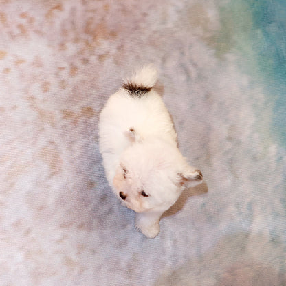 푸들 -지후 (남아)