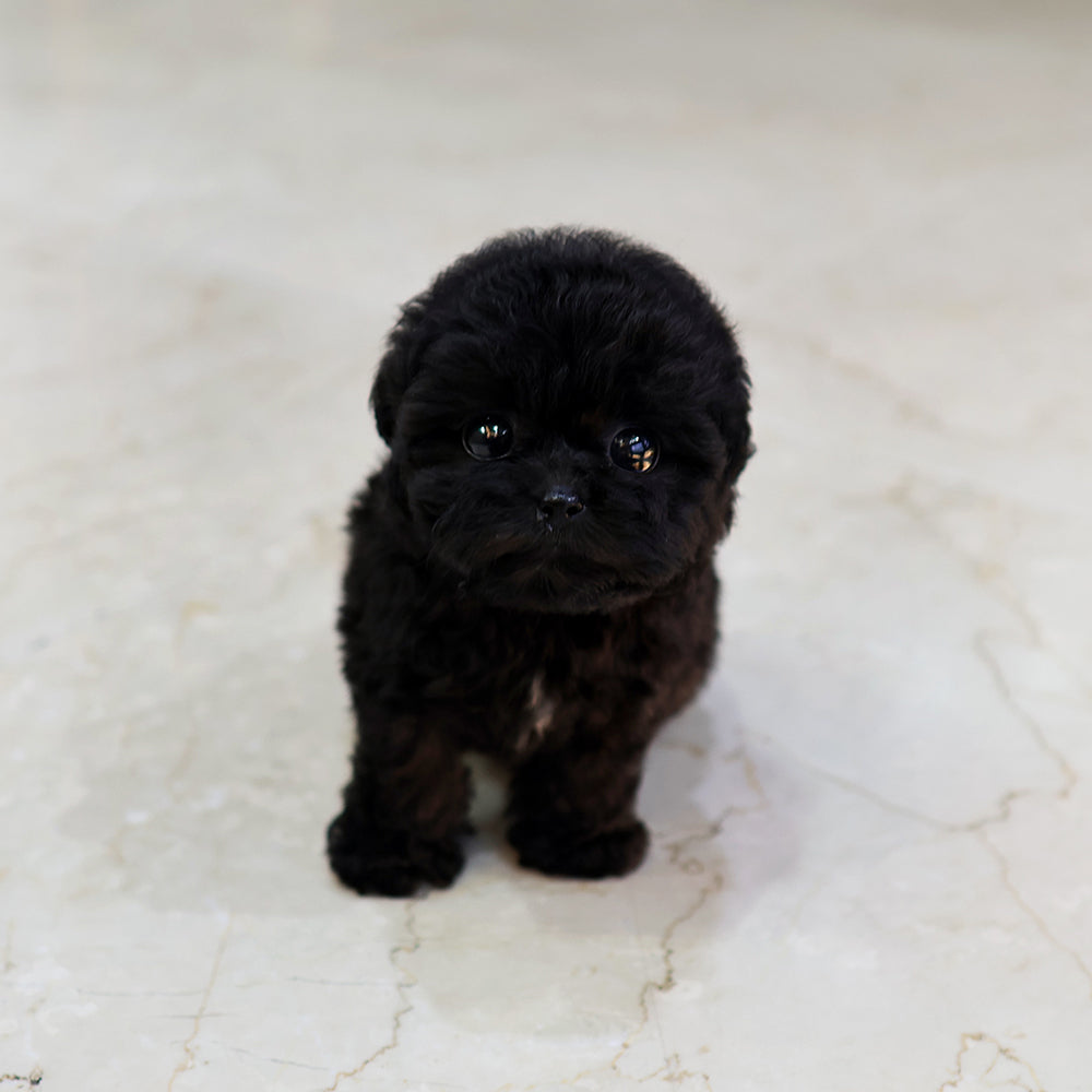 푸들 - 여울 (여아)