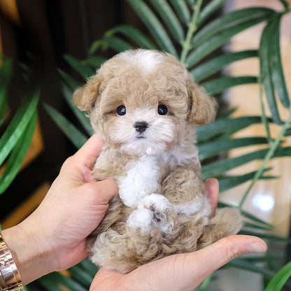 푸들 - 레몬 (남아)