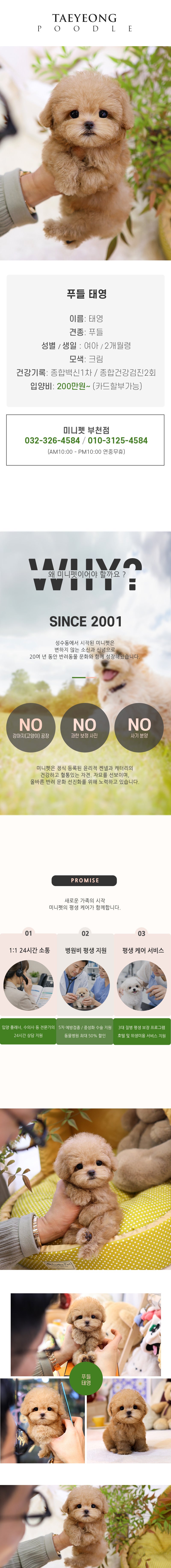 푸들 - 태영 (여아)