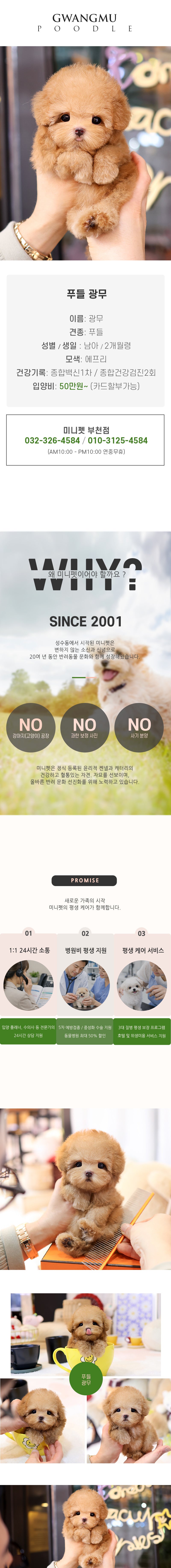 푸들 - 광무 (남아)