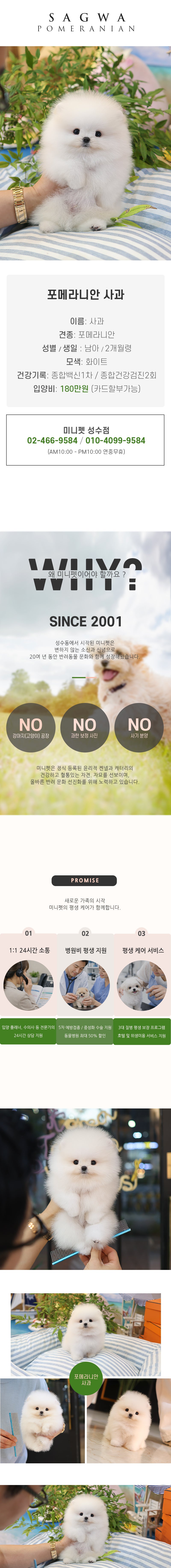 포메라니안 - 사과 (남아)