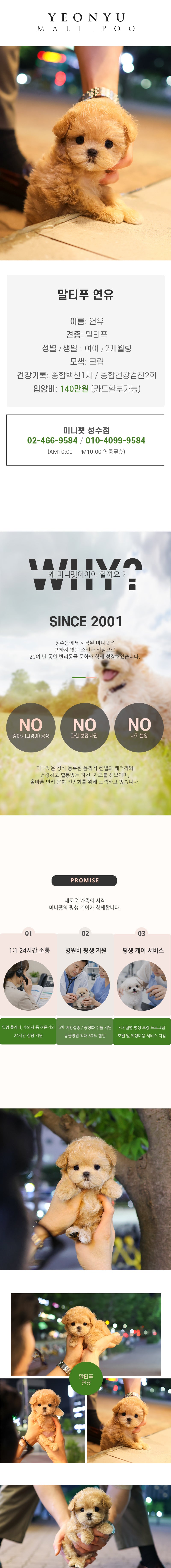 말티푸 - 연유 (여아)
