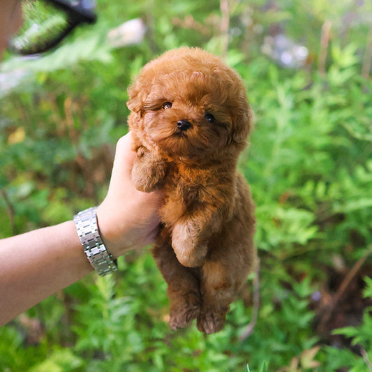 푸들 - 부부 (남아)