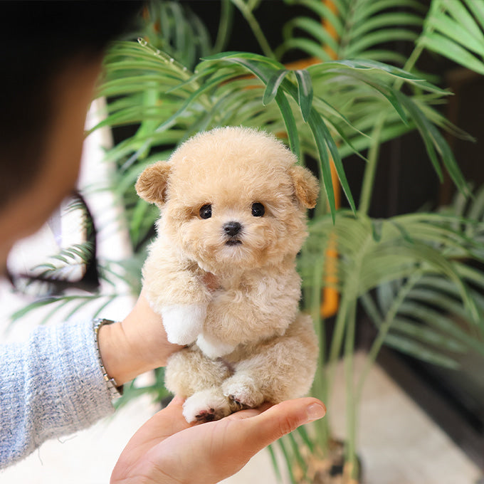 푸들 – 보라 (여아)