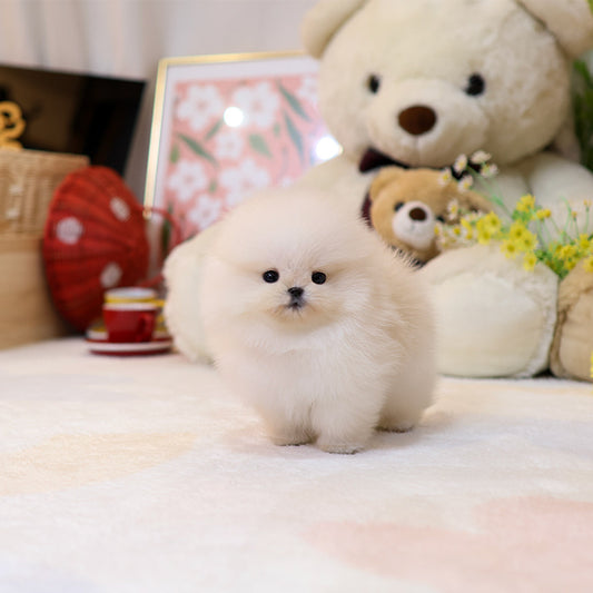 포메라니안 - 푸짐 (남아)