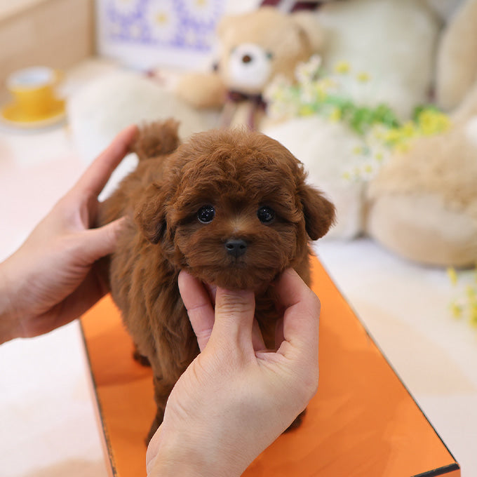푸들 - 뚜지 (남아)