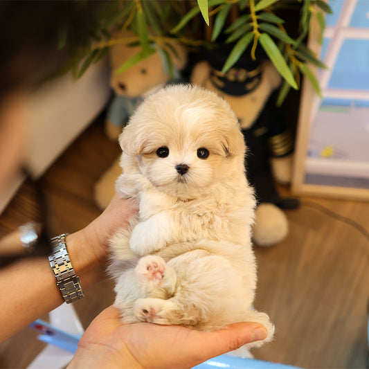 말티푸 - 댕댕 (남아)