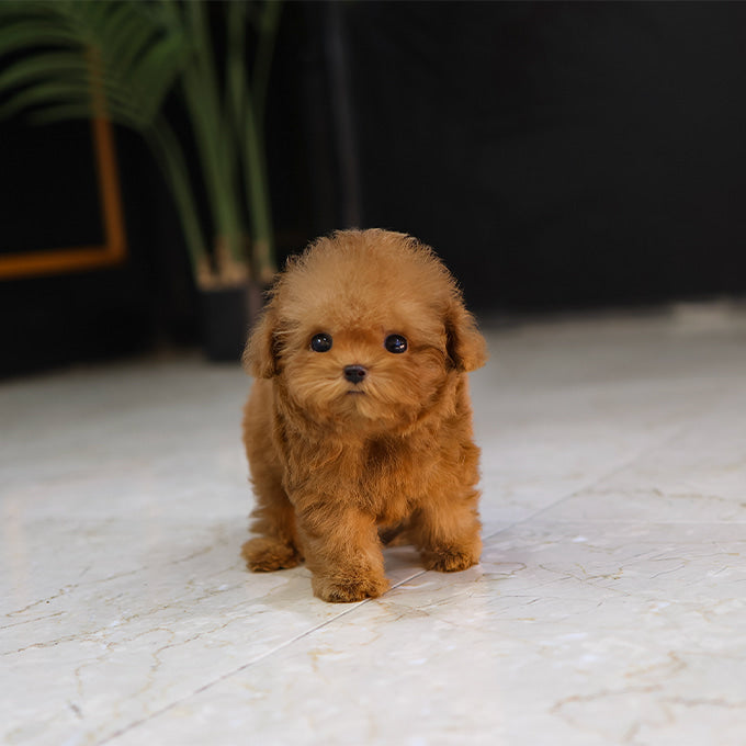 푸들 - 쿠기 (남아)
