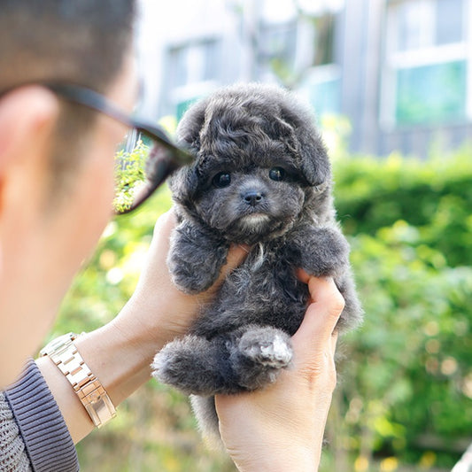 푸들 - 앙팡 (여아)