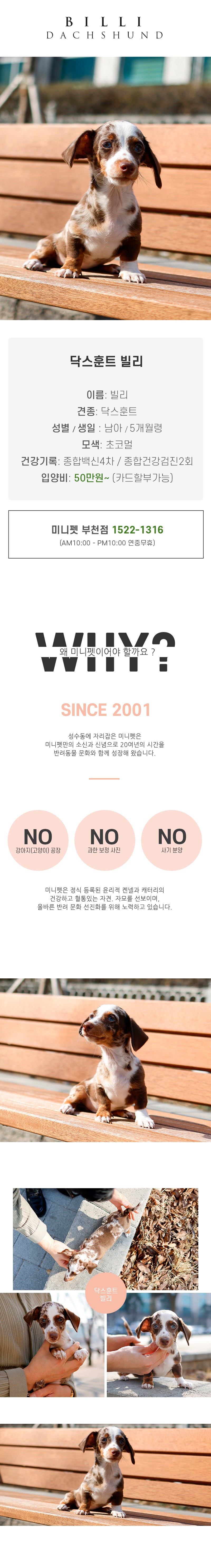 닥스훈트 - 빌리 (남아)
