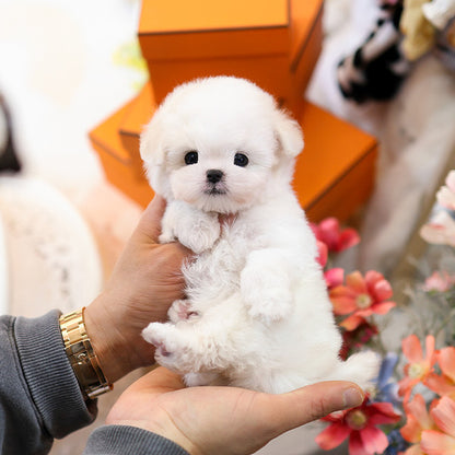비숑프리제 - 백미 (여아)