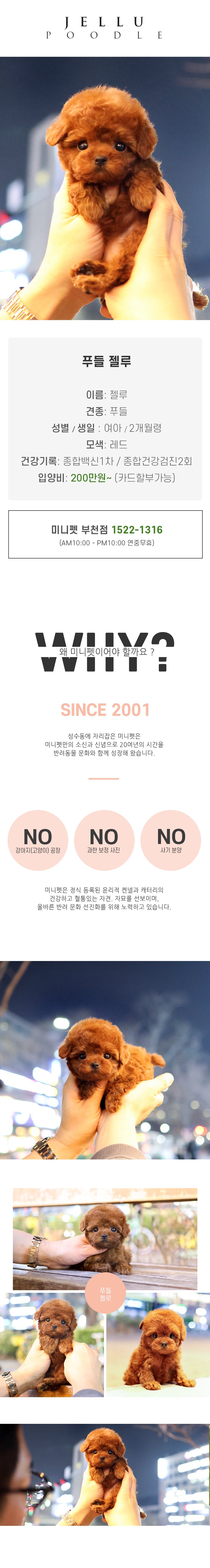 푸들 - 젤루 (여아)