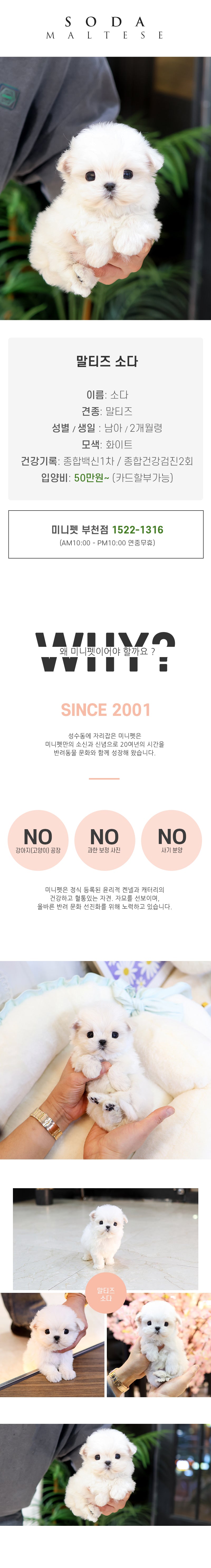 말티즈 - 소다 (남아)