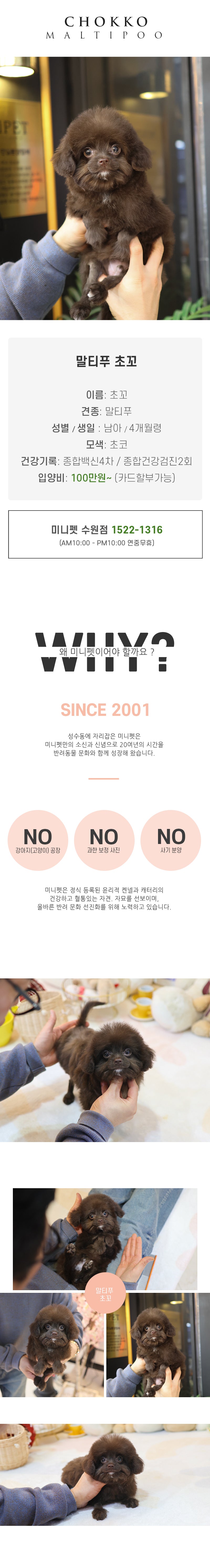 말티푸 - 초꼬 (남아)