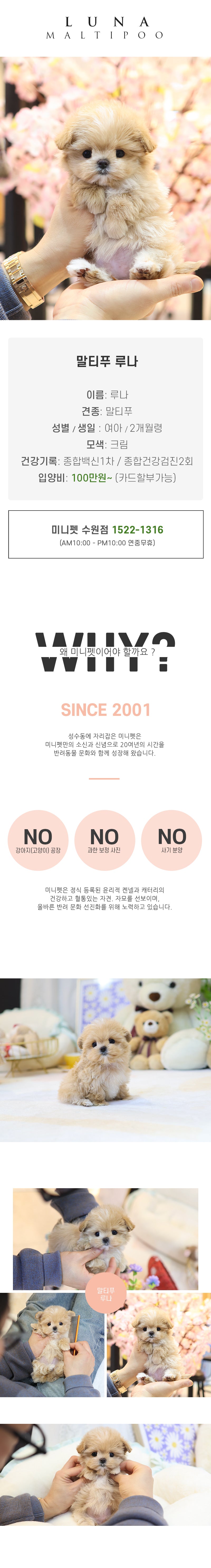 말티푸 - 루나 (여아)