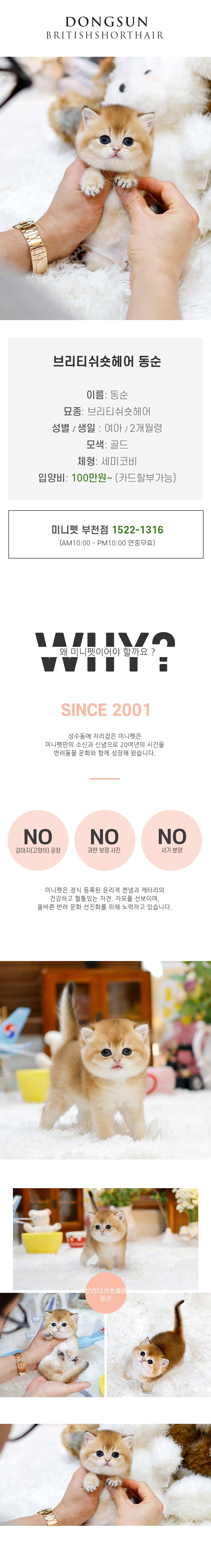 브리티쉬숏헤어 - 동순 (여아)